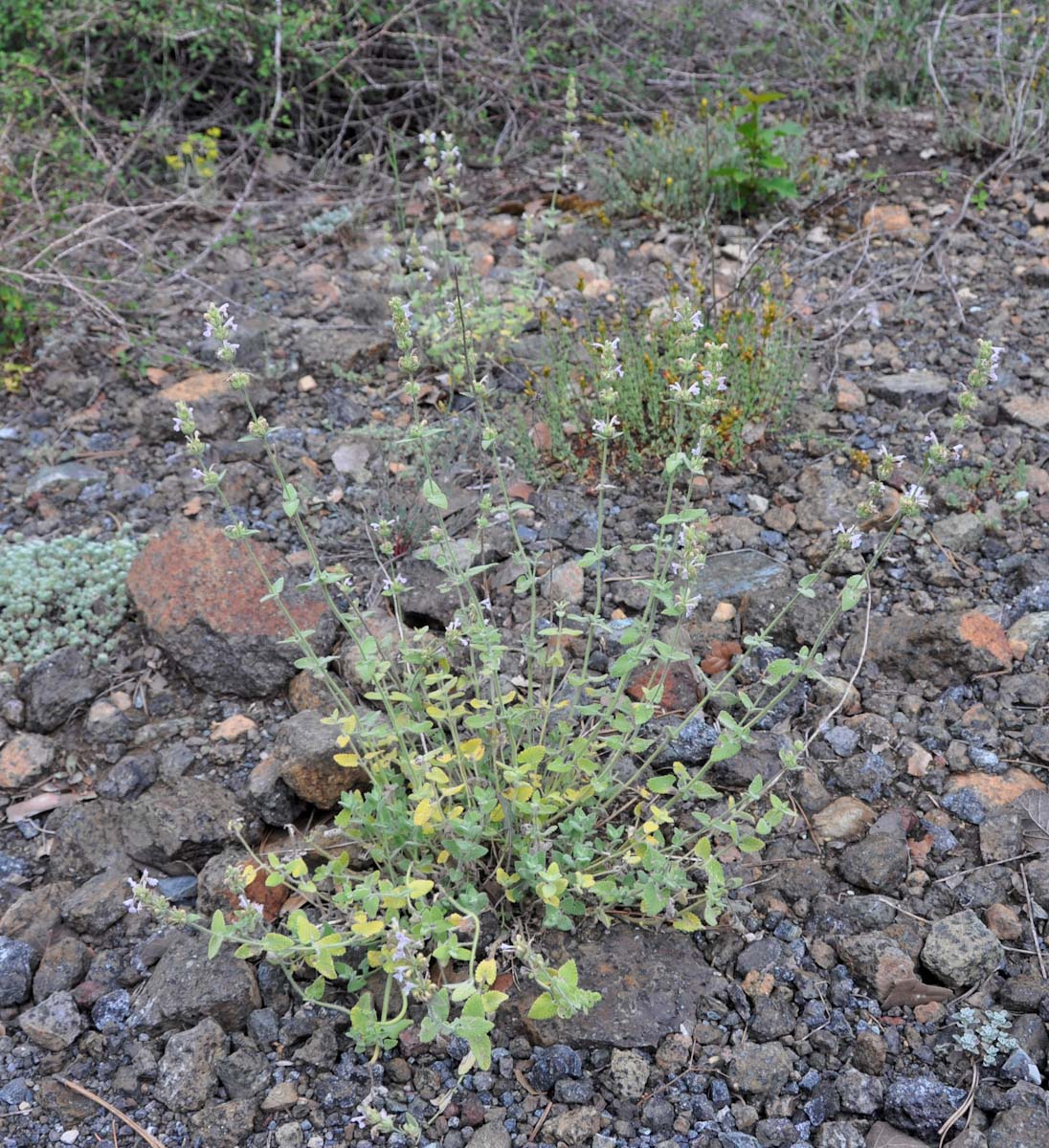 Image of Nepeta italica ssp. troodi specimen.