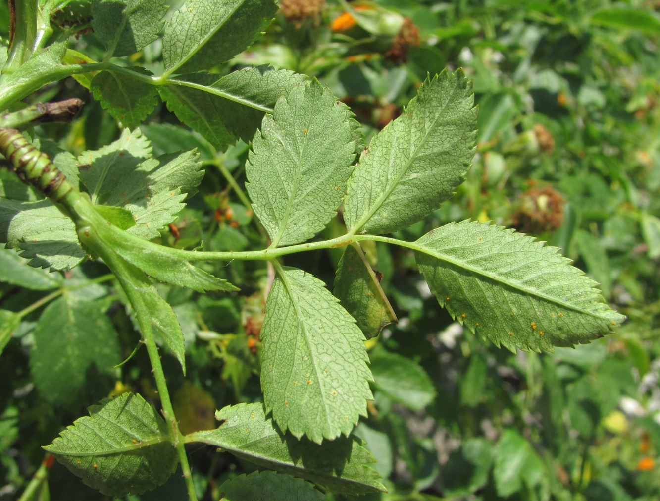 Изображение особи Rosa canina.