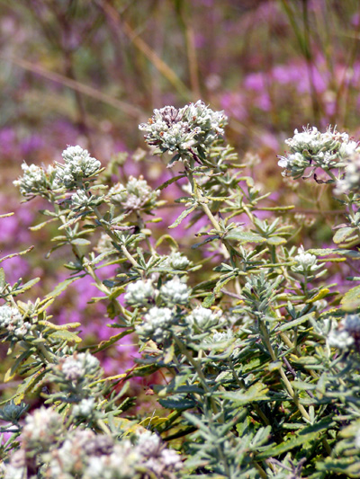 Image of Teucrium capitatum specimen.