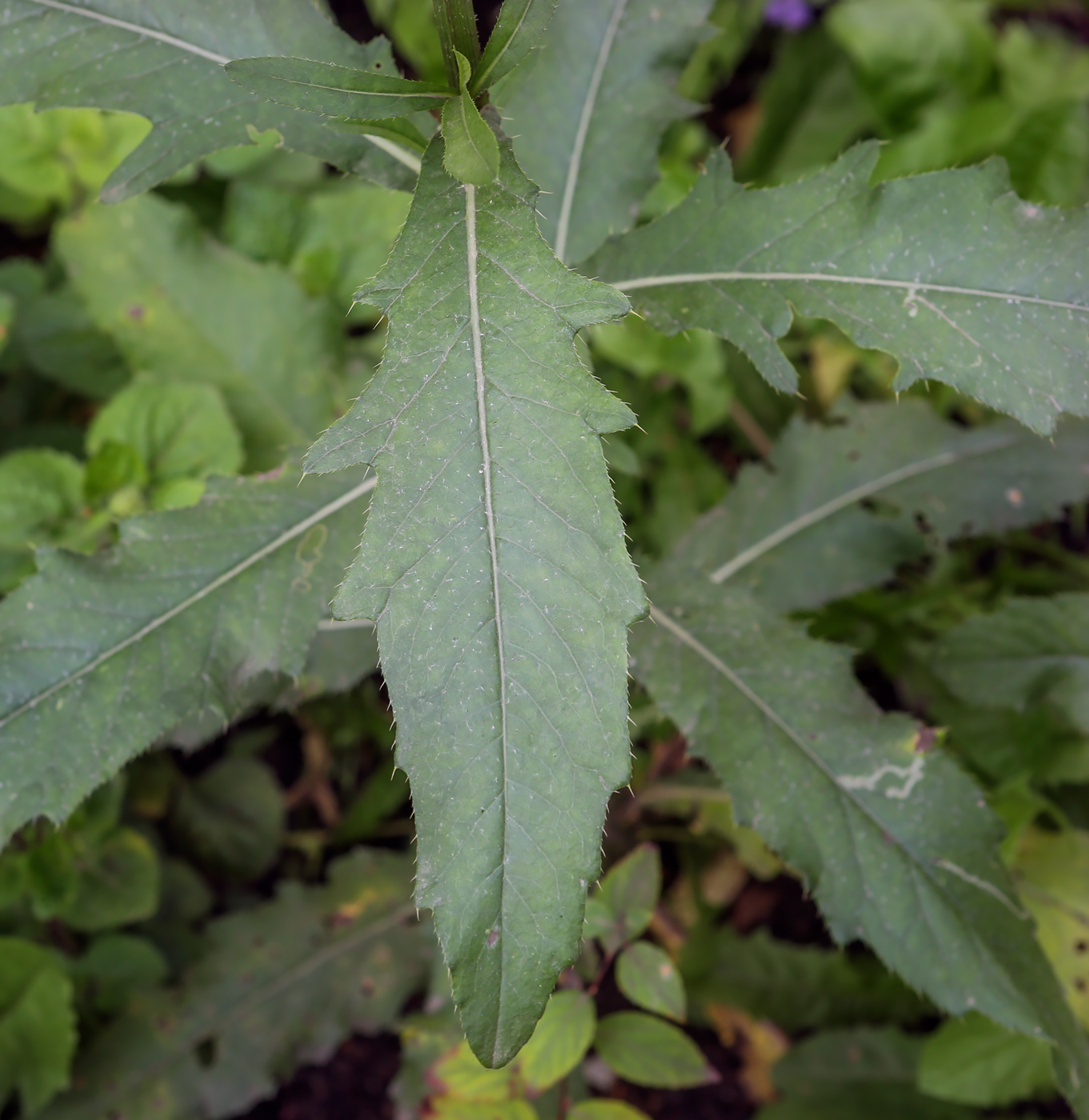 Image of Cirsium setosum specimen.