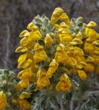 Phlomoides speciosa. Соцветия. Кыргызстан, Чуйская обл., каньоны Конорчек. 3 мая 2019 г.