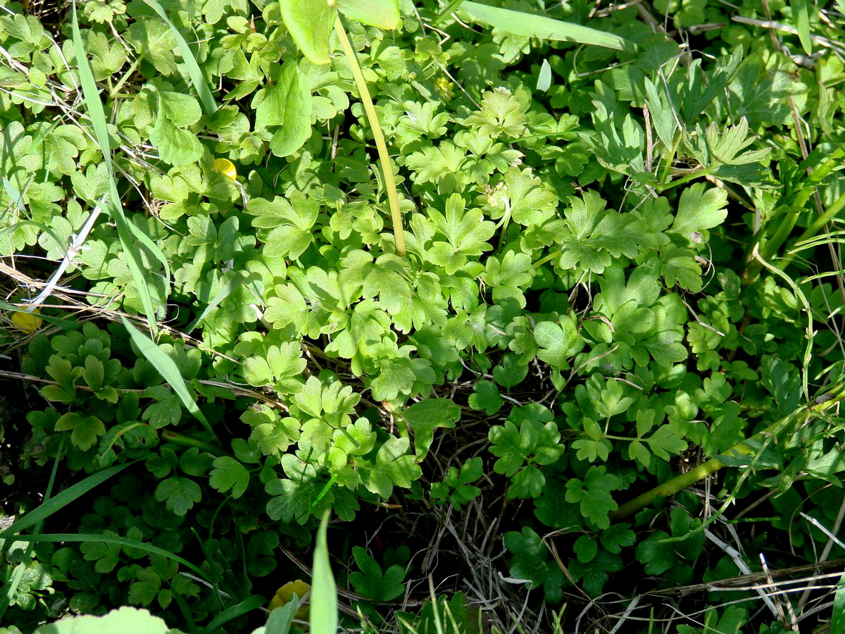 Image of Adoxa moschatellina specimen.