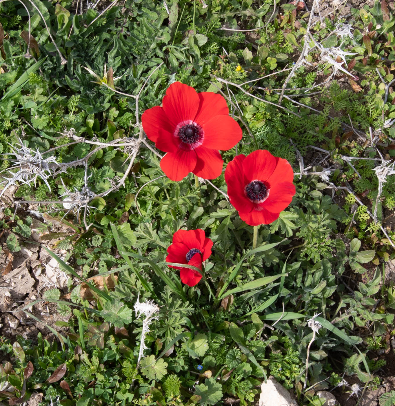 Image of Anemone coronaria specimen.