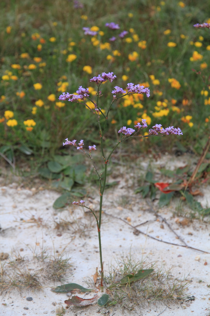 Изображение особи Limonium hungaricum.