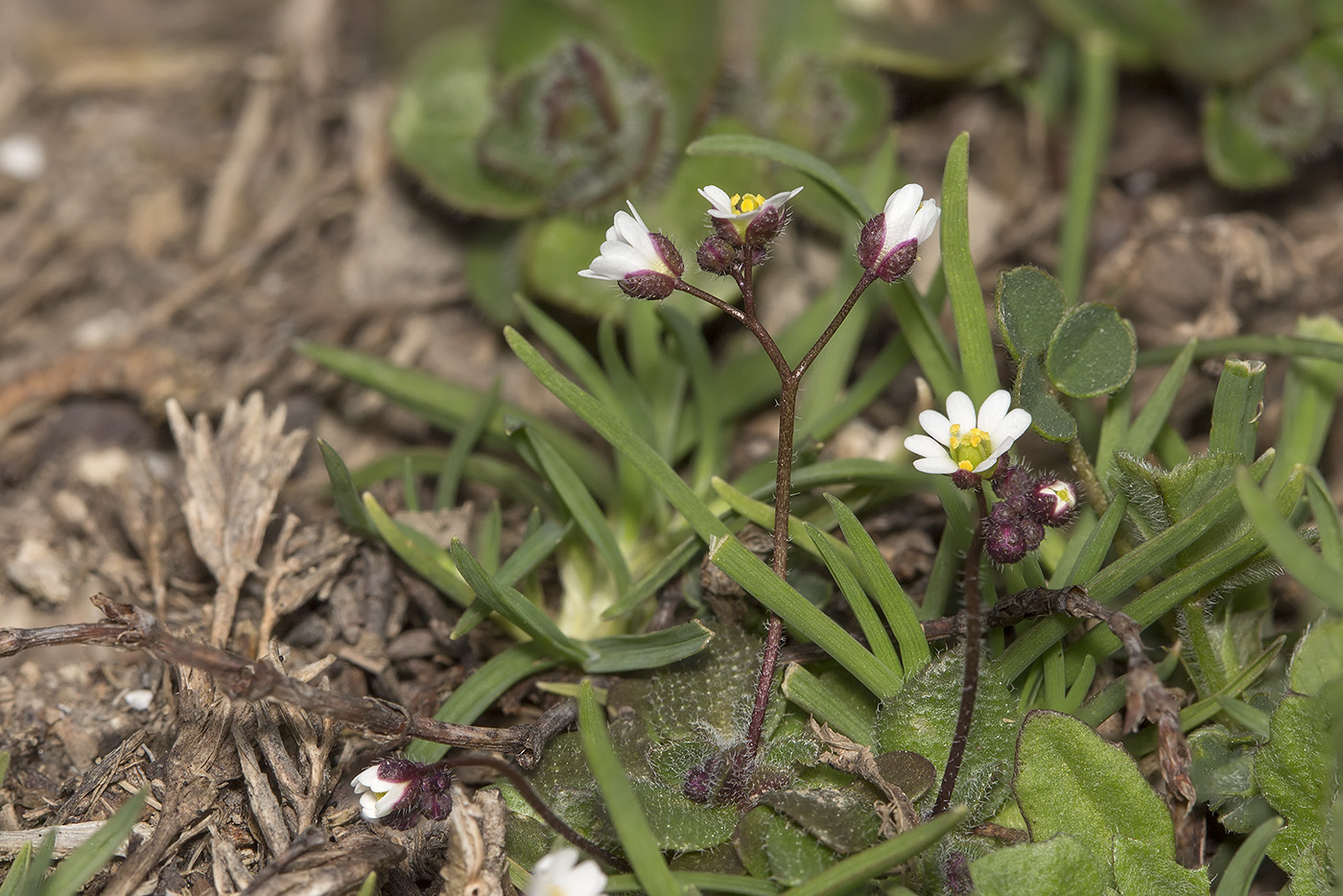 Image of Erophila praecox specimen.