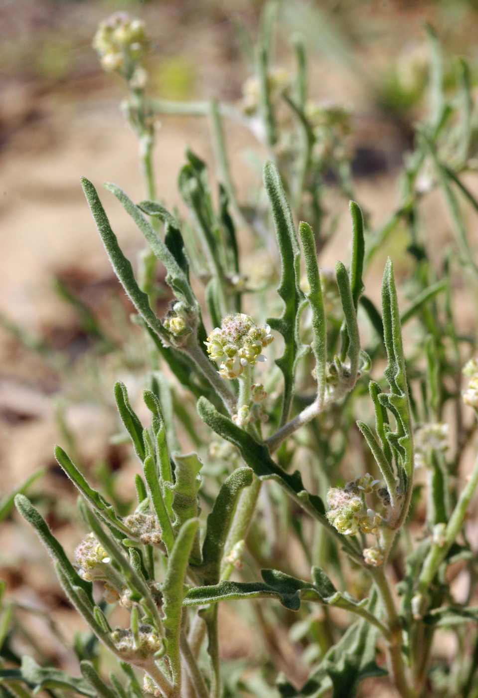 Image of Tetracme recurvata specimen.