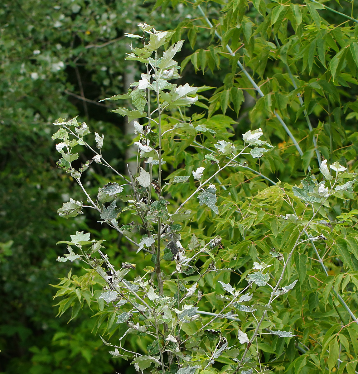 Image of Populus alba specimen.