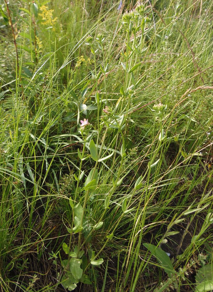 Image of Centaurium erythraea specimen.