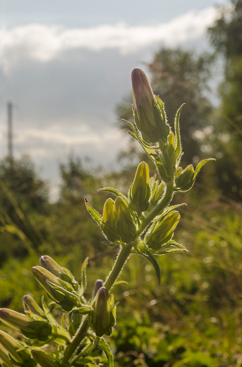 Image of Campanula medium specimen.