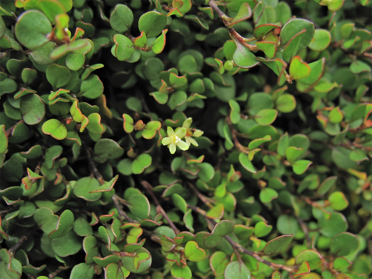 Image of Muehlenbeckia axillaris specimen.