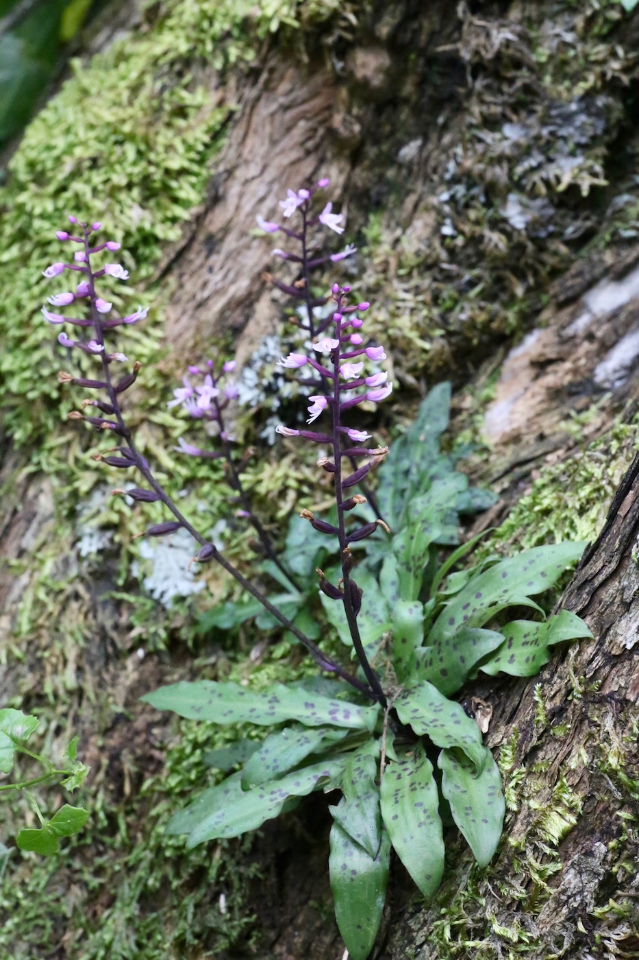 Image of Stenoglottis fimbriata specimen.