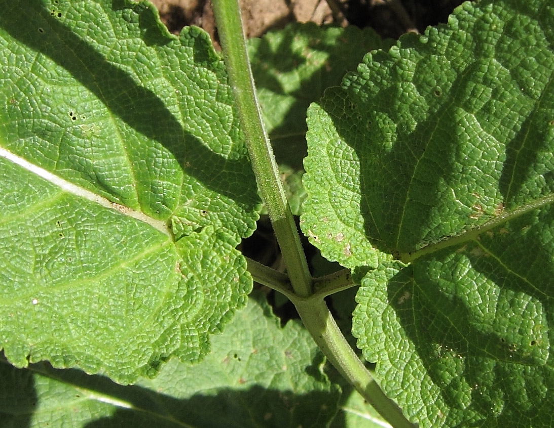 Image of Salvia stepposa specimen.