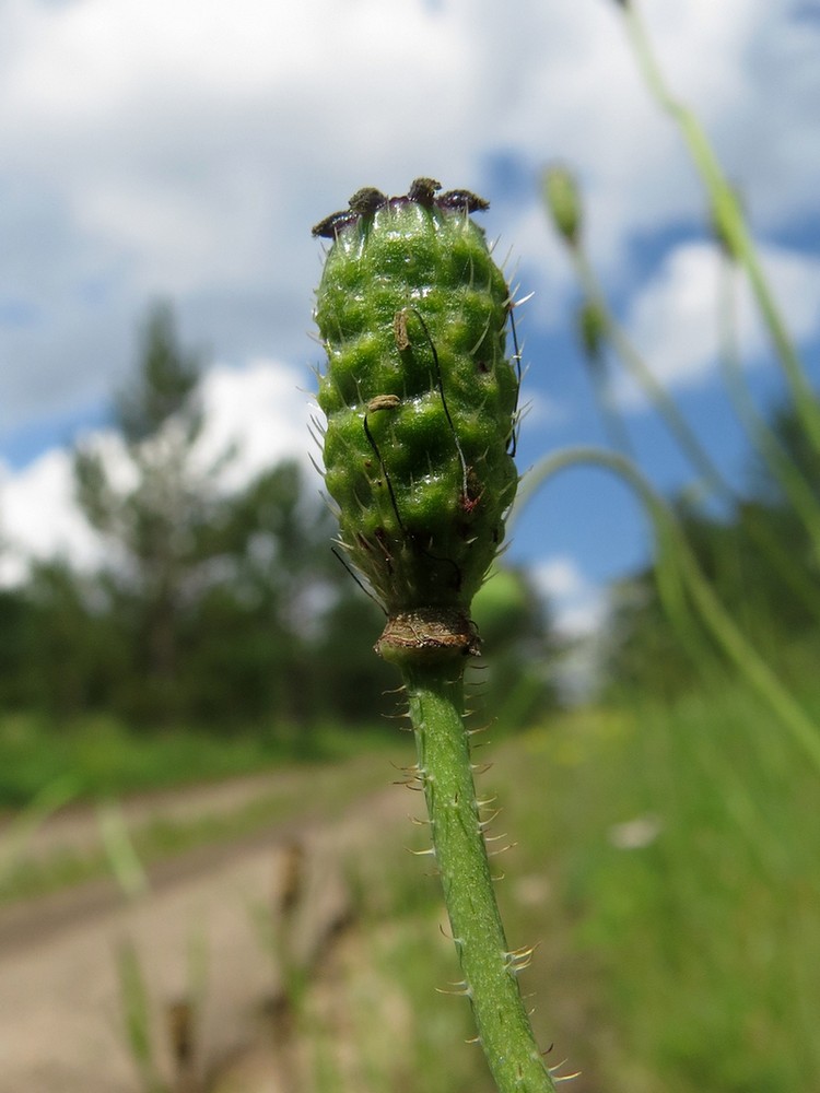 Изображение особи Papaver chakassicum.