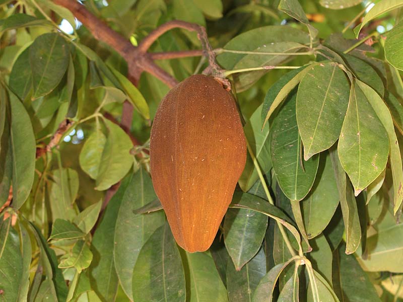 Image of Pachira aquatica specimen.