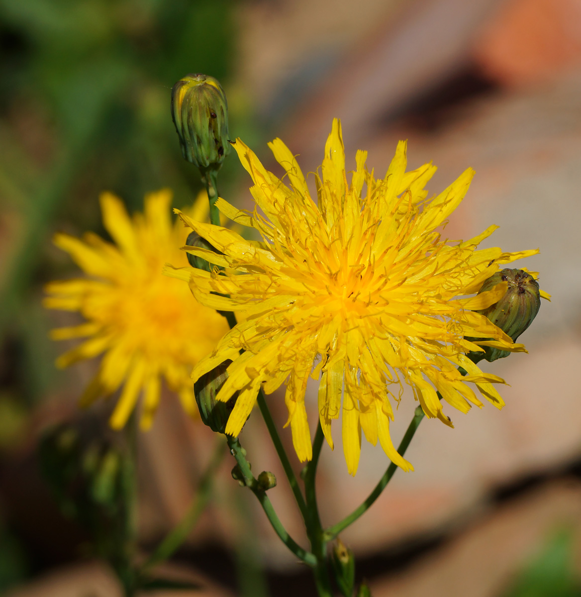 Изображение особи Sonchus arvensis ssp. uliginosus.