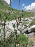 Salix elbursensis. Верхушка ветви. Кабардино-Балкария, Эльбрусский р-н, долина р. Ирикчат, ок. 2650 м н.у.м., близ р. Ирикчат. 07.07.2020.