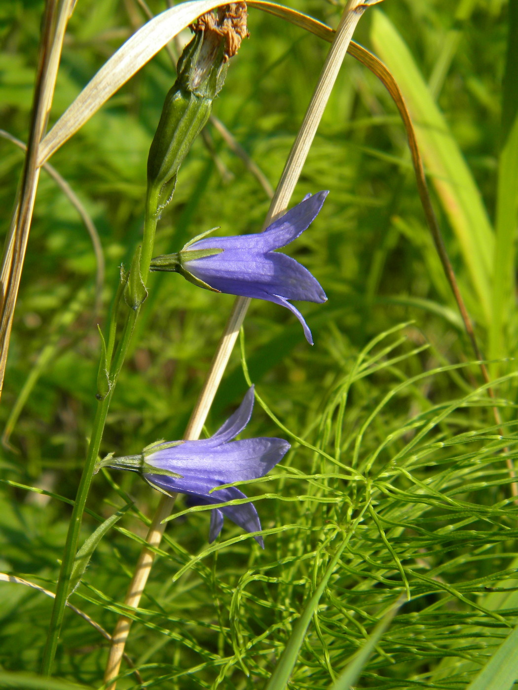 Image of Campanula turczaninovii specimen.