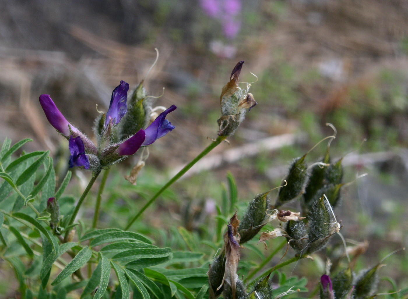 Image of Astragalus suffruticosus specimen.