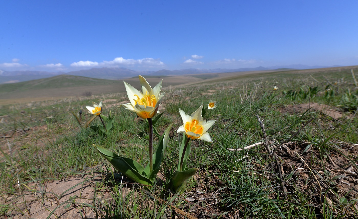 Изображение особи Tulipa berkariensis.