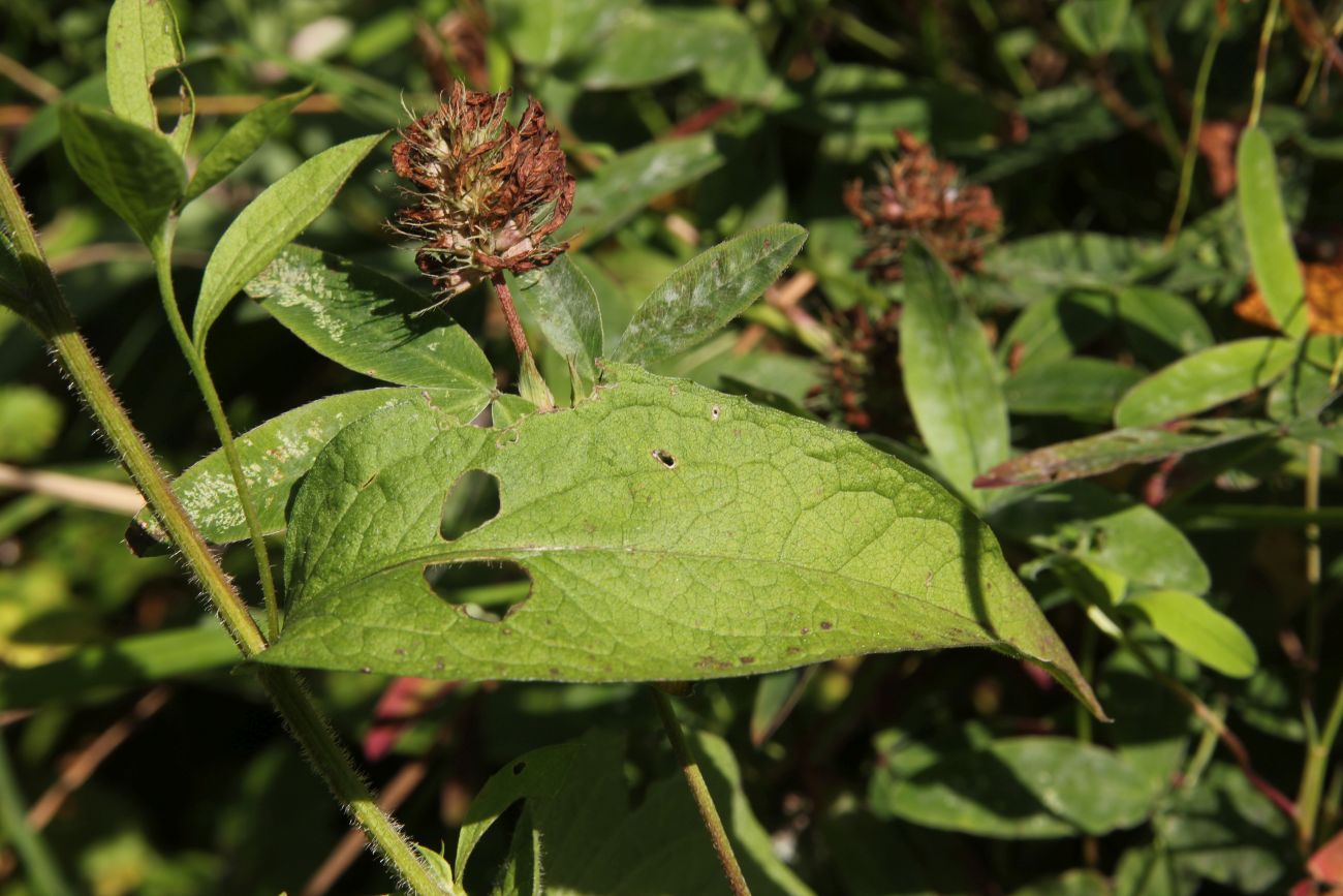 Image of Centaurea phrygia specimen.