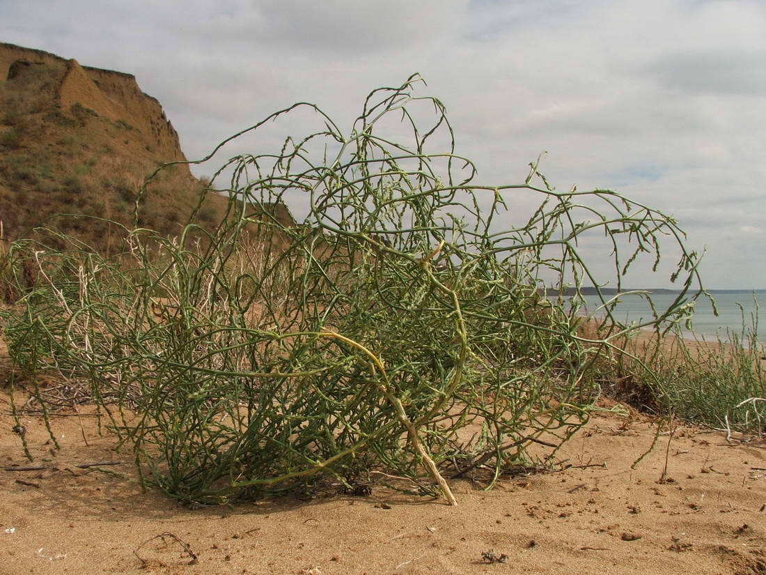 Изображение особи Corispermum ucrainicum.