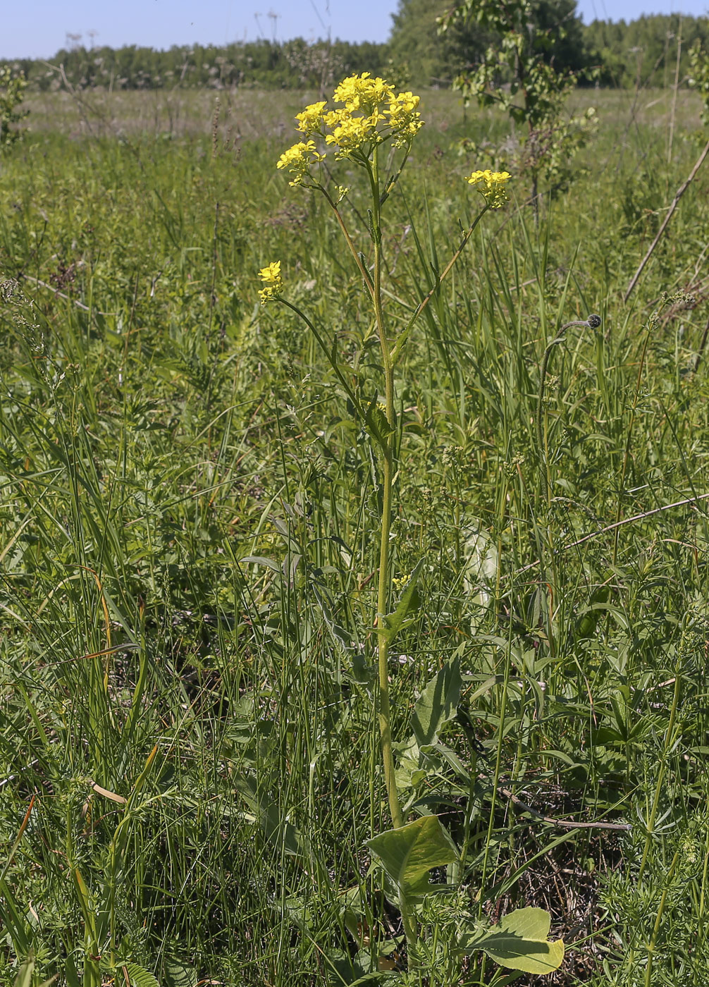 Image of Bunias orientalis specimen.