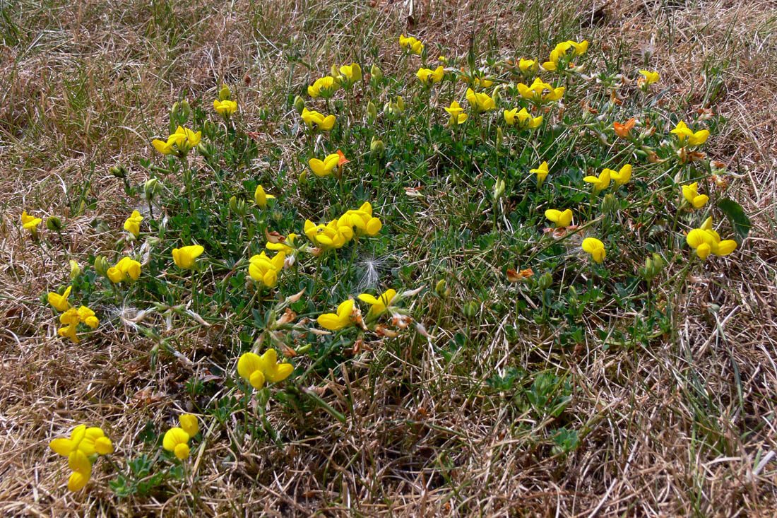 Image of genus Lotus specimen.