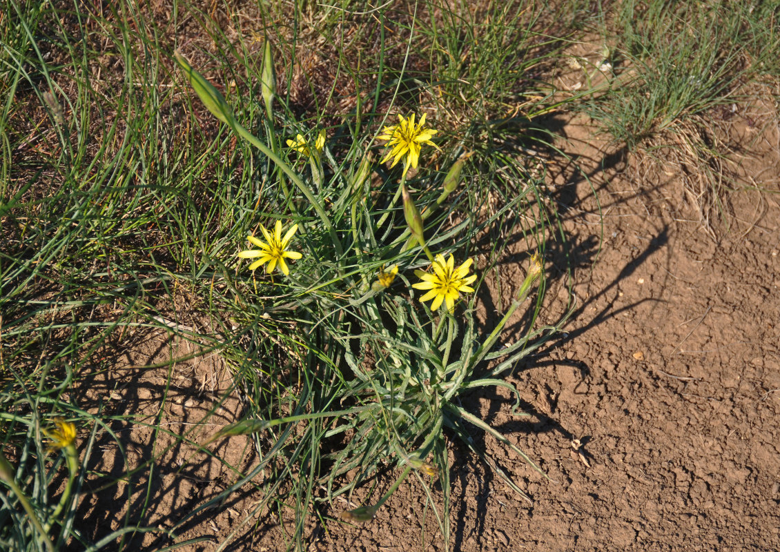 Image of Scorzonera mollis specimen.