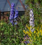 Delphinium elatum