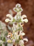 Salvia dominica