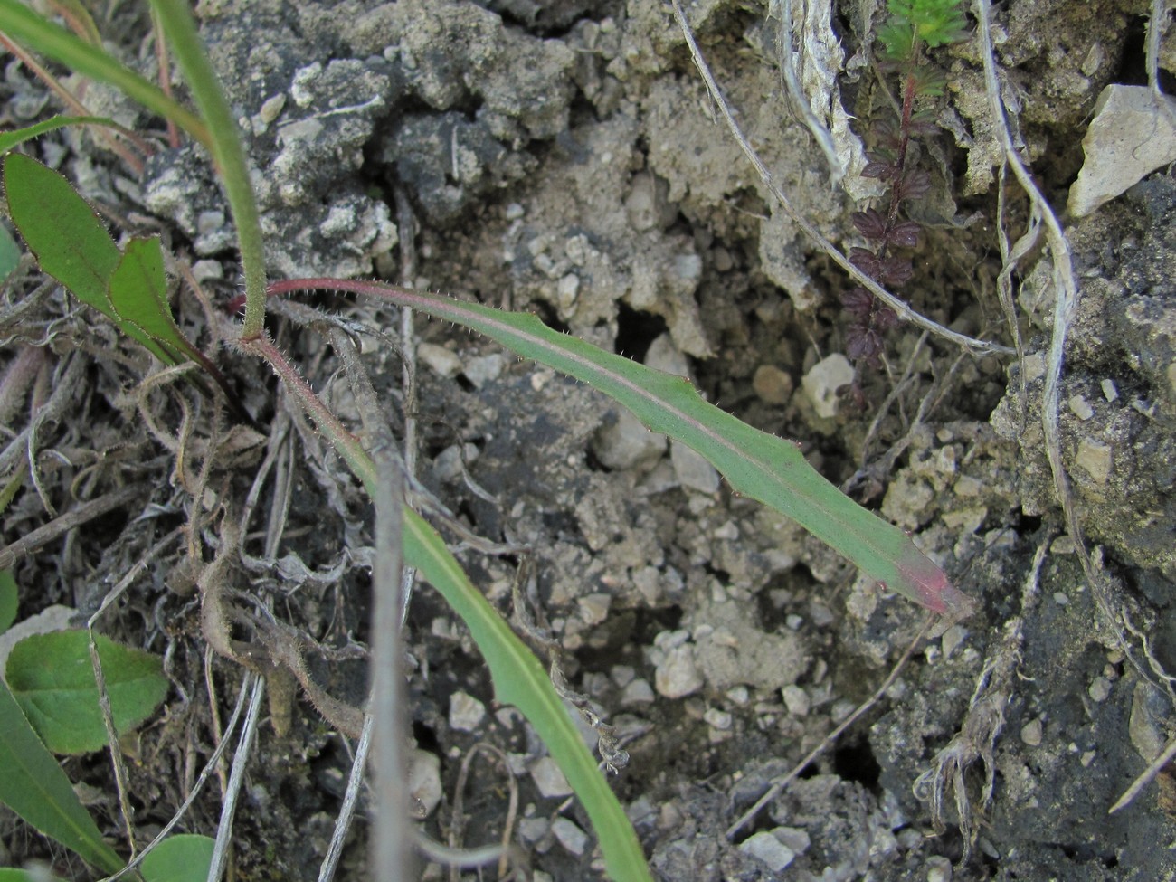 Image of Picris canescens specimen.