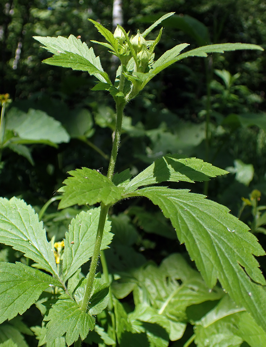 Image of Geum urbanum specimen.