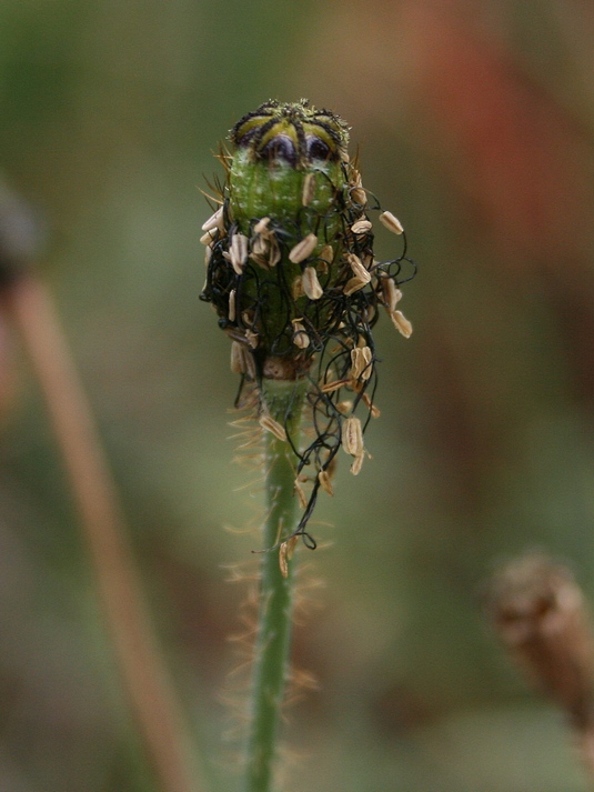 Image of Papaver pseudocanescens specimen.