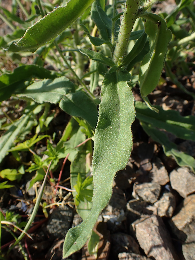 Изображение особи Echium vulgare.