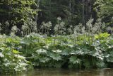 Смотреть изображение Petasites tatewakianus