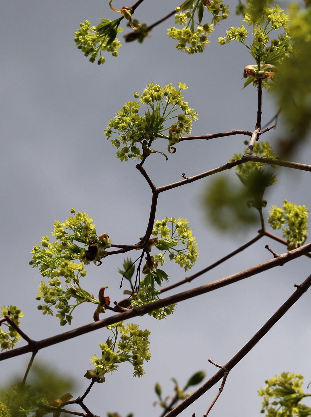 Image of Acer platanoides specimen.