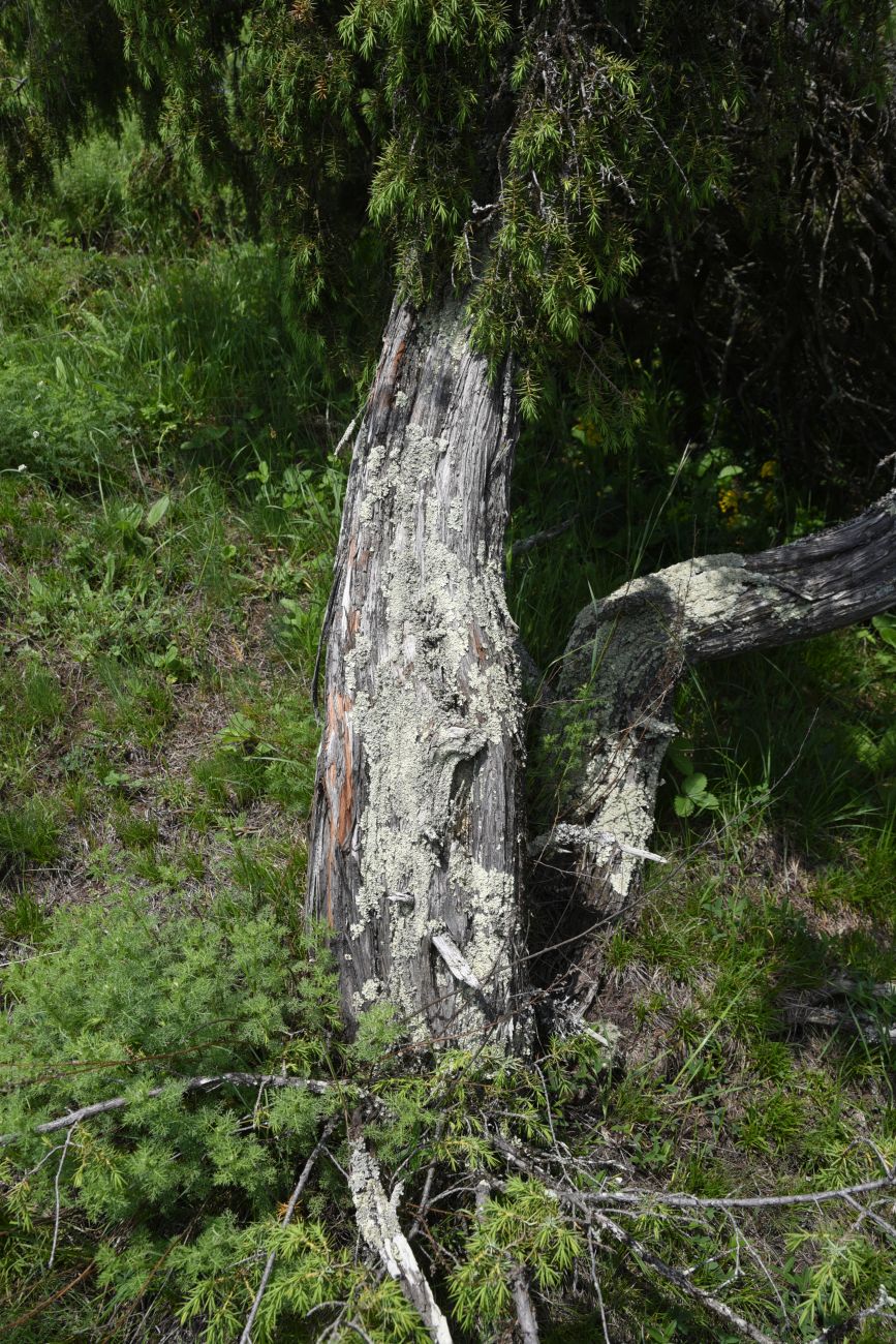 Image of Juniperus oblonga specimen.