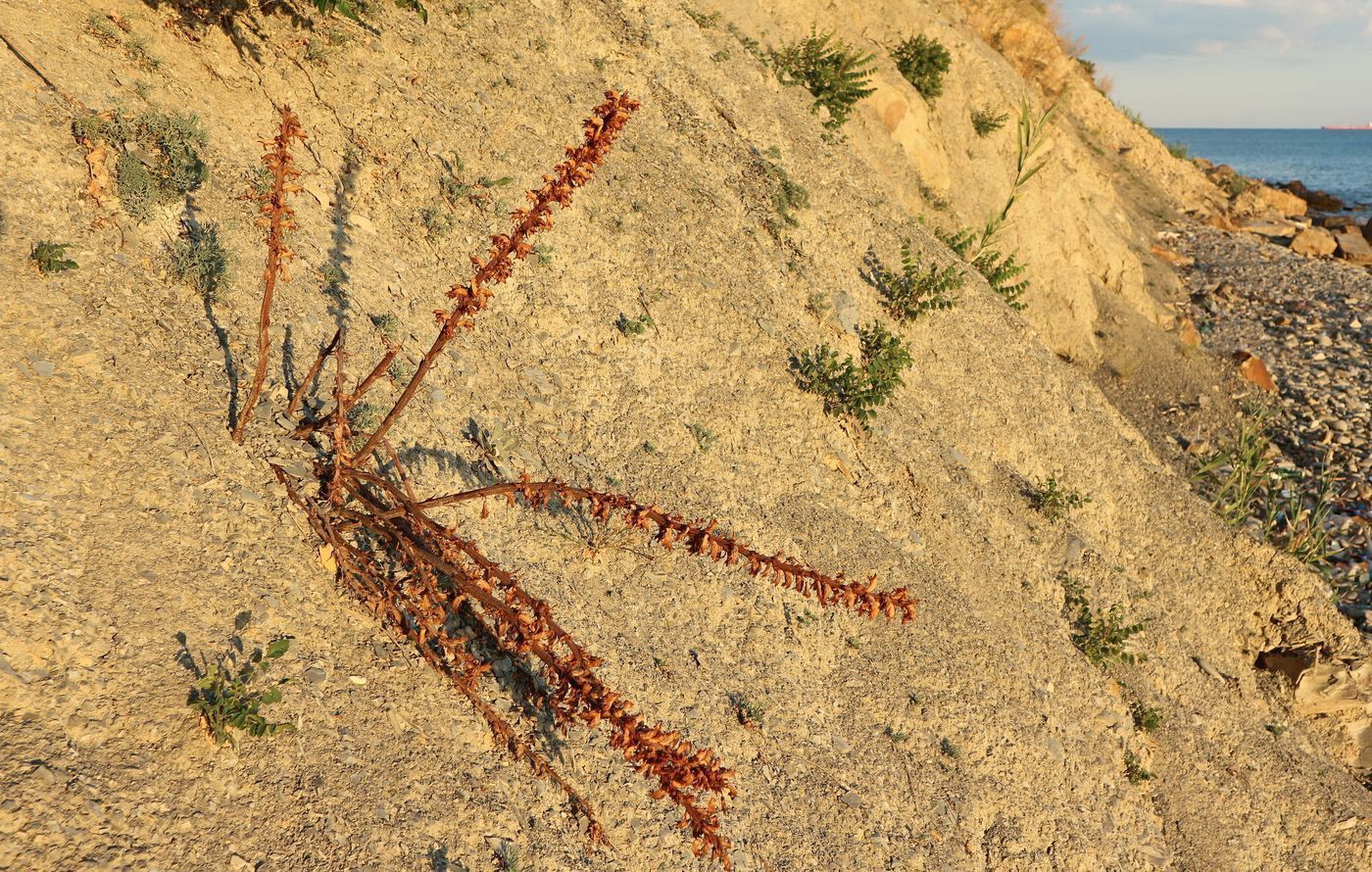 Image of Orobanche laxissima specimen.