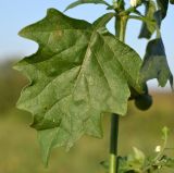 род Solanum