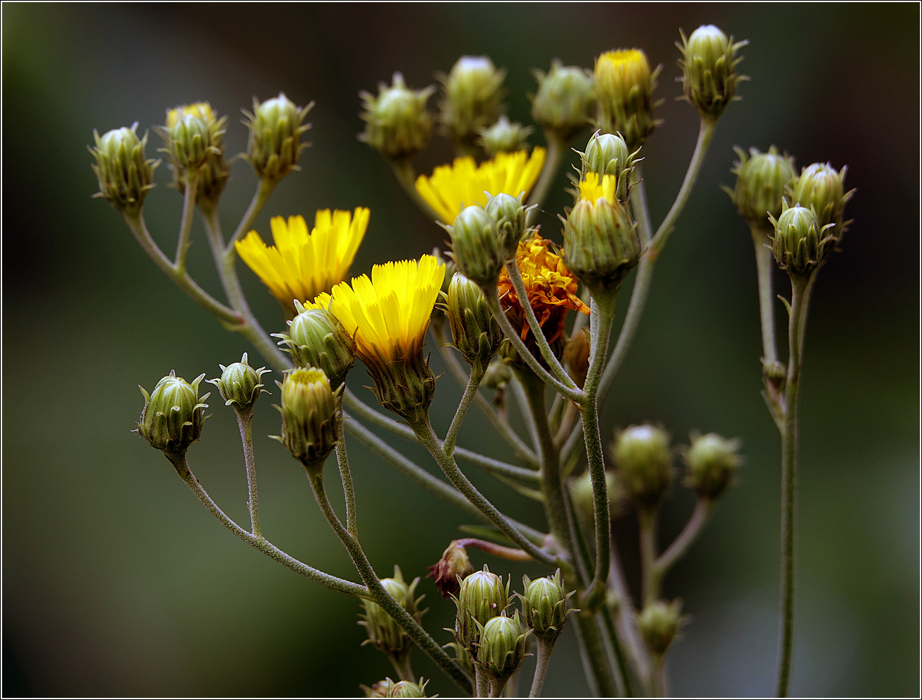 Изображение особи Hieracium umbellatum.