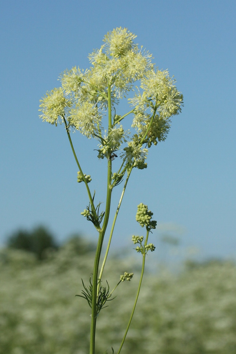 Image of Thalictrum lucidum specimen.