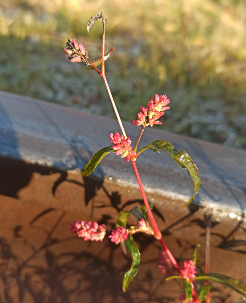 Image of genus Persicaria specimen.