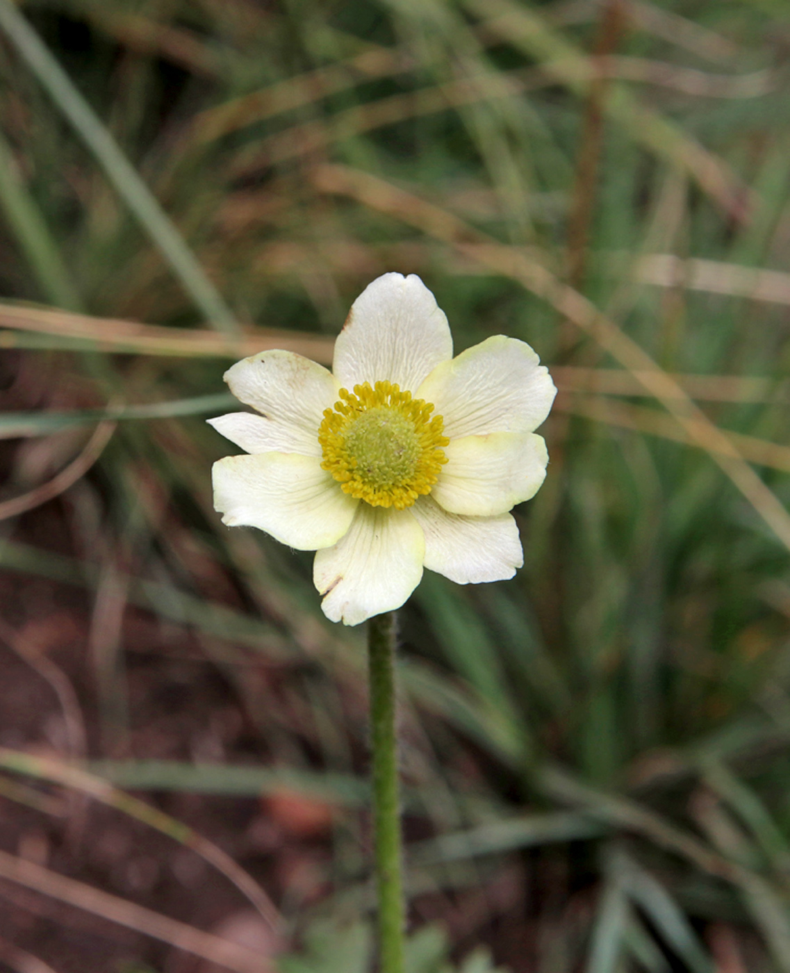 Image of Anemone multifida specimen.