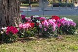 Cyclamen persicum. Цветущие растения. Израиль, г. Бат-Ям, на газоне. 22.12.2022.