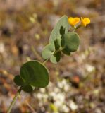 Coronilla scorpioides