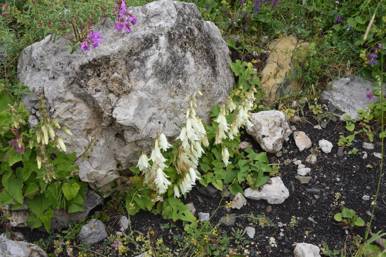 Изображение особи Campanula alliariifolia.