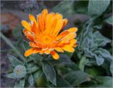 Calendula officinalis