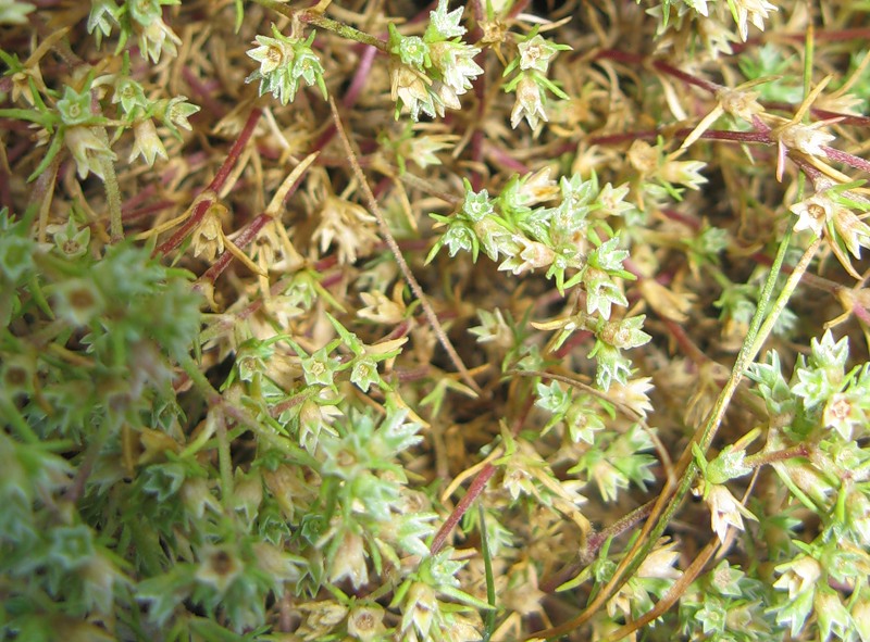 Image of Scleranthus annuus specimen.