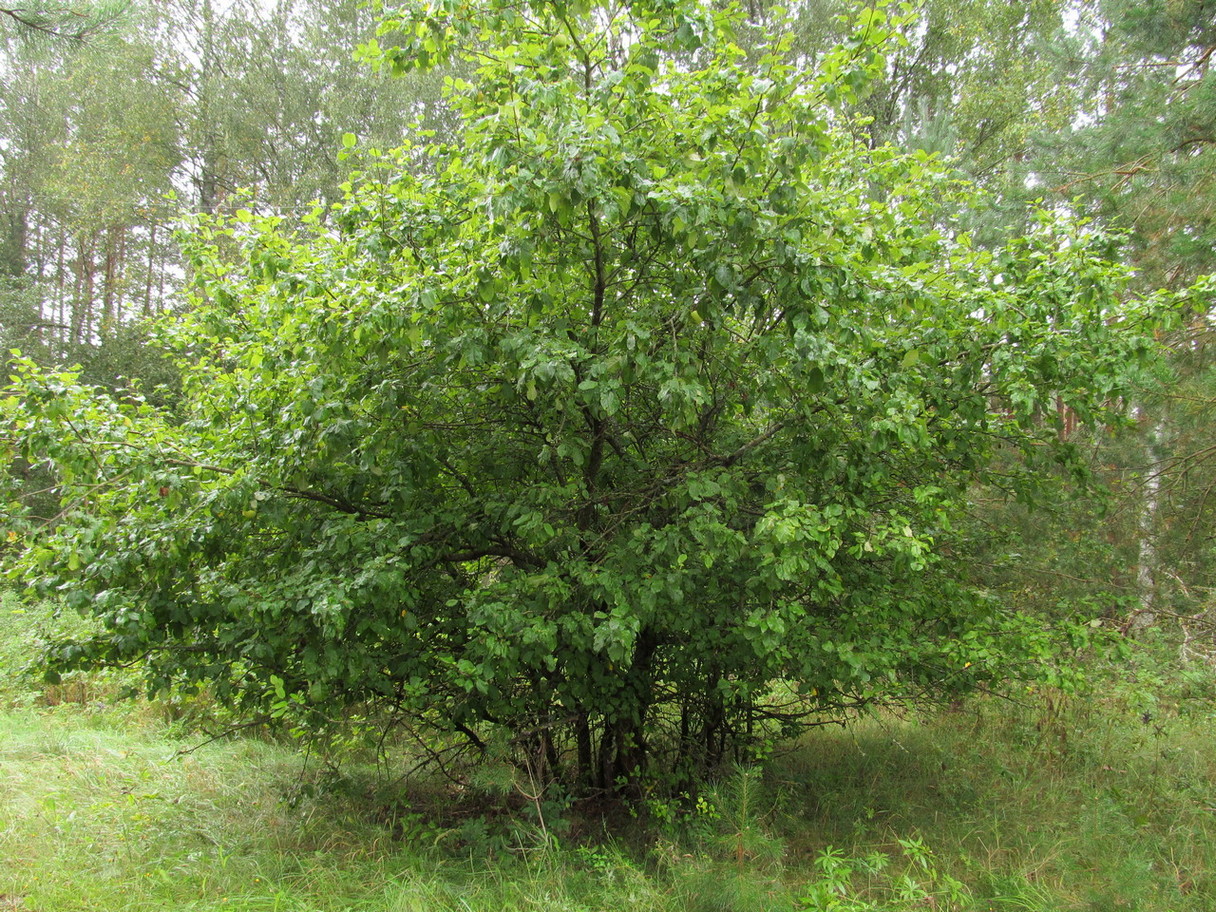 Image of Malus domestica specimen.