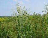 Avena sativa. Цветущие растения. Краснодарский край, Анапский муниципалитет, г. Анапа, р-н Горгиппия, пустырь. 30.05.2021.